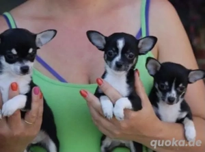 Chihuahua Welpen in KH und LH mit Ahnentafel