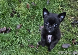 Finchen ist sehr klein und anhänglich und sucht lieblings Mensch...