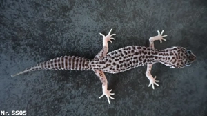 Mack Super Snow Bell Tremper Albino Eclipse Leopardgecko Männchen Weibchen