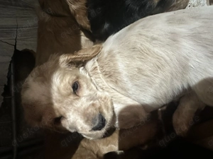 Englisch Cocker Spaniel in orange Schimmel 