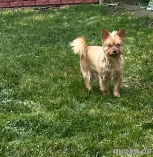 Mischling Junghund kleinbleibend