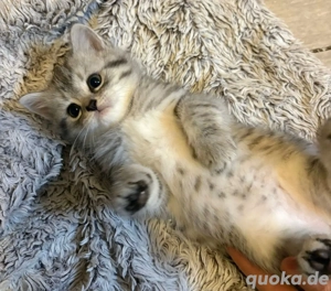 Süsse Perser Mix Kitten *_*