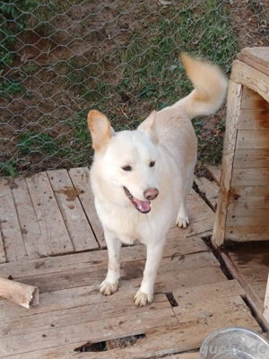 *MARLEY* ein lustiger und verspielter Rüde. Er mag Hündinnen, bei Rüden ist etwas Vorsicht geboten