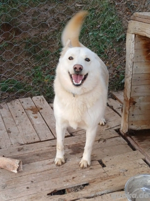 *MARLEY* ein lustiger und verspielter Rüde. Er mag Hündinnen, bei Rüden ist etwas Vorsicht geboten