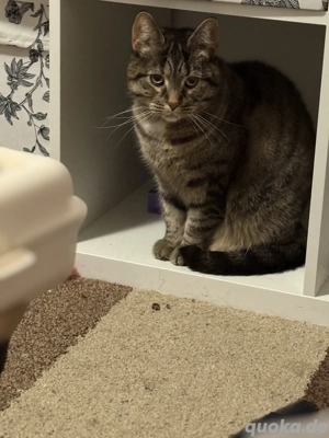 Süße Hauskatze abzugeben 