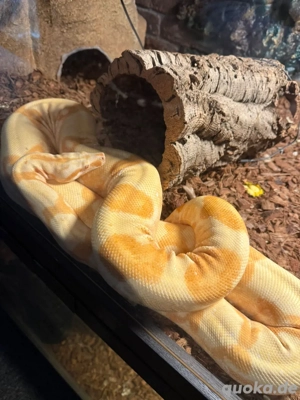 boa constrictor imperator