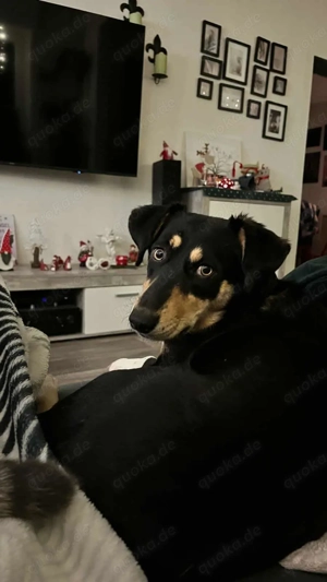 Fröhliches Hundemädchen Juna sucht ihre Menschen Bild 7