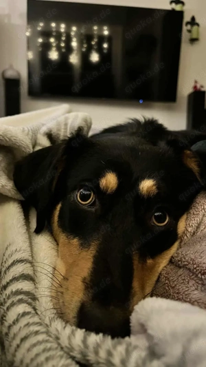 Fröhliches Hundemädchen Juna sucht ihre Menschen Bild 8