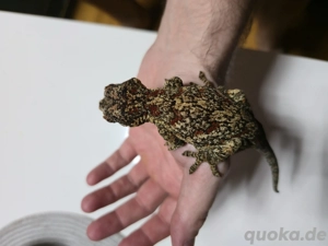 höckerkopfgecko Auriculatus