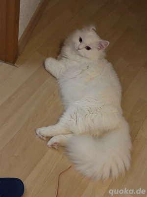 Kater zur Deckung   gesund & gepflegt 