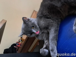 verkaufe mein Pärchen britisch kurzhaar katzen 