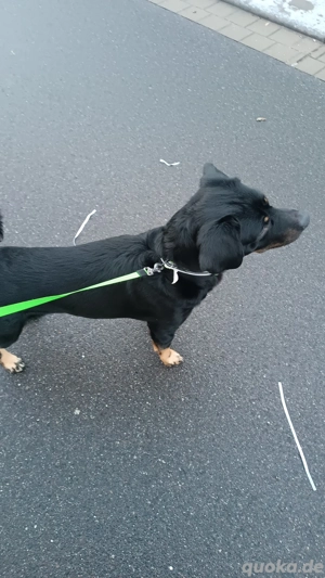 Labrador Jack Russel Terrier Mix 