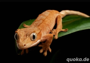 Suche Kronengecko ab 8 Jahren