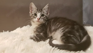 Mix Kitten Kater EKH  mal Maine Coon