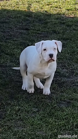 American Bully Standard Welpe Rüde 