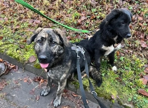 Kessy hat so viel Liebe zu geben - entdecken Sie sie!