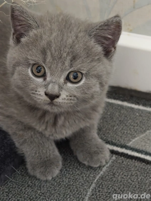 BKH Kitten Blue Süss