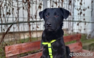 Schwarzer Goldschatz Blackie