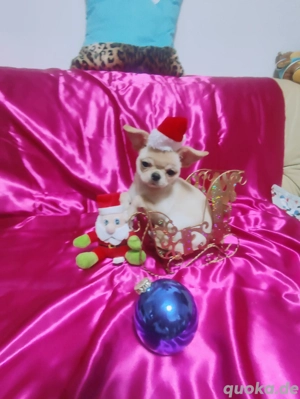 Chihuahua-Welpe (weiblich) zu verkaufen