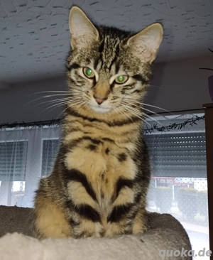 Süße Katzenbabys zu verkaufen