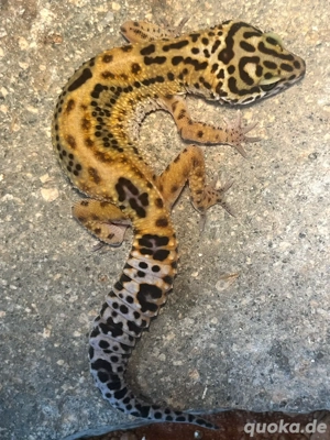Leopardgecko Jungtier 0.0.1