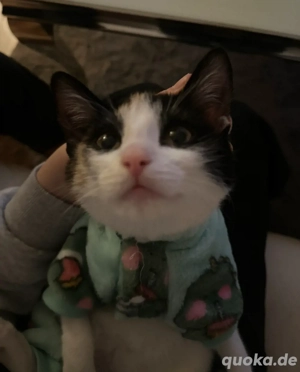 Mokka - weibliche Hauskatze - EKH