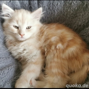 Kitten   Katze 12 Wochen alt