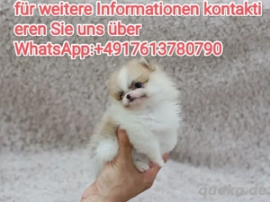 Zwergspitz Pomeranian Welpen ,reinrassig, liebevoll aufgezogen