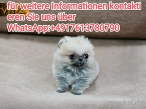 Zwergspitz Pomeranian welpen 