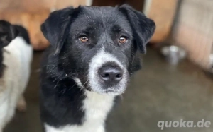 Kuro - sucht sein Zuhause zum Ankommen Bild 3