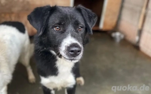 Kuro - sucht sein Zuhause zum Ankommen Bild 2