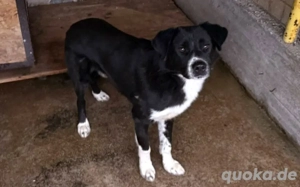 Kuro - sucht sein Zuhause zum Ankommen