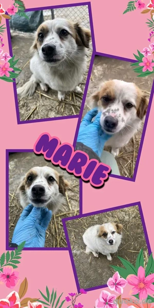 kleine, liebe, menschenbezogene, katzenverträgliche Hündin "Marie" wünscht sich so sehr ein Zuhause