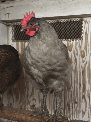 Lave Maran Hahn    Rarität 