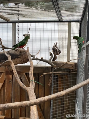 Königsittiche Spalt Lutino