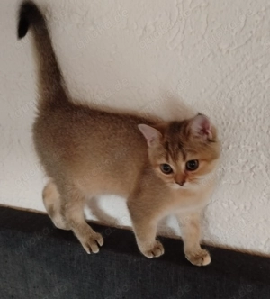 Wunderschöne reinrassige BKH Kitten abgabebereit 