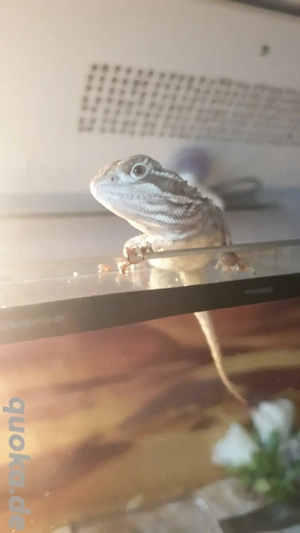 Junge zwergbartagam von 2025 ab zu geben