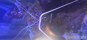 Blaue schmucklanguste,  porzelanschnecke 