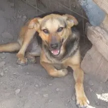 Bella S ca. 50 cm   die Herzliche