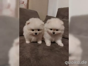 Pomeranian Welpen abzugeben4