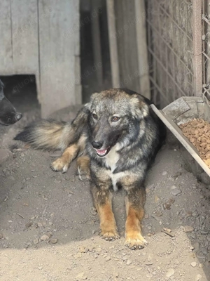 Micky S ca. 47 cm   hübscher Bub