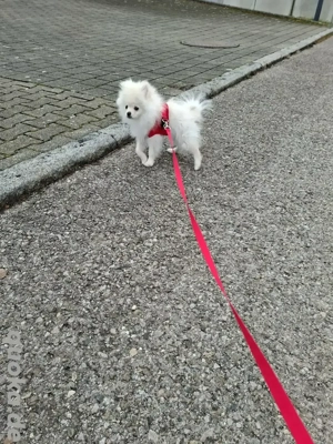 4 Monate alter Zwergspitz Pomerain Rüde 