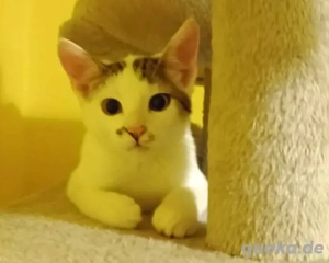 Anschmiegsame und verspielte Sissi möchte ihr Herz verschenken