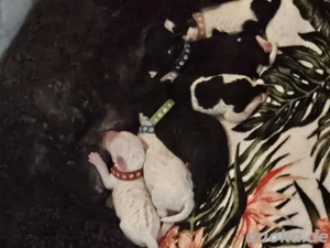 süße verschmuste Welpen 