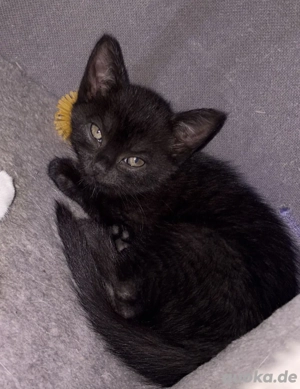 schwarzes katzen weibches 