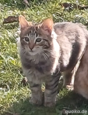 Kitten zum verlieben. 