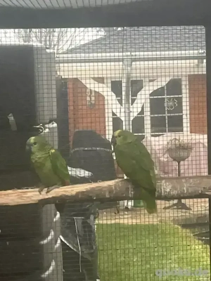 1,1 Blaustirnamazone