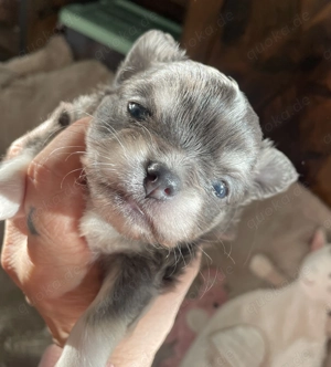 Süßer reinrassiger Chihuahua Welpe Blue Weiß Lh 