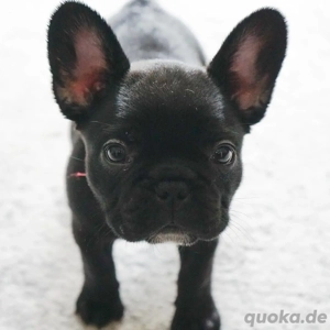 Französische Bulldogge
