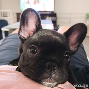 Französische Bulldogge
